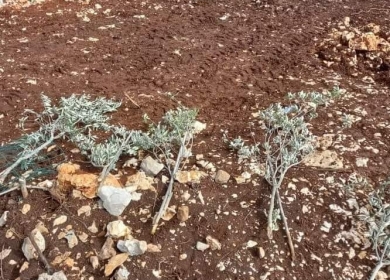 مستوطنون يقتلعون 25 غرسة زيتون في كفر الديك