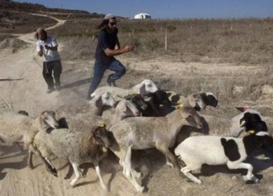 إصابة 3 مواطنين في اعتداءات للمستوطنين شمال غرب أريحا