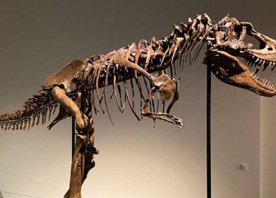 دار سوذبيز تطرح هيكلا عظميا نادرا لديناصور ضمن مزاد في نيويورك