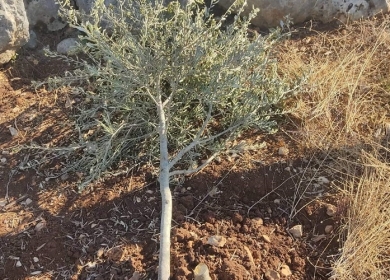 مستوطنون يقطعون 60 شجرة زيتون غرب سلفيت