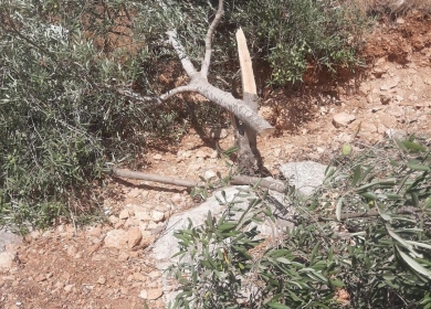 مستوطنون يقطعون أشجار زيتون غرب سلفيت