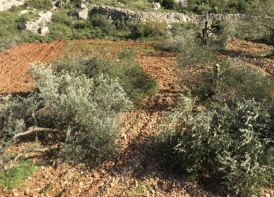 مستوطنون يقتلعون 70 شجرة زيتون في مسافر يطا