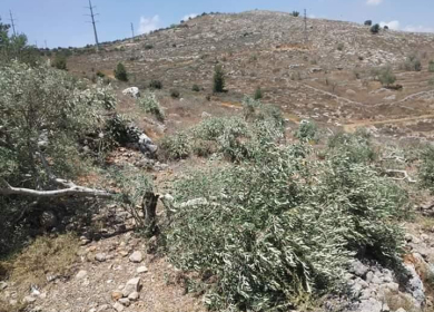 مستوطنون يقطعون 120 شجرة زيتون في ترمسعيا شمال شرق رام الله