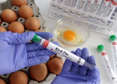 ارتفاع أسعار البيض في اليابان مع إعدام 16 مليون طائر بسبب انفلونزا الطيور