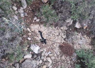 مستوطنون يقتلعون أشتال كرمة وزيتون ويدمرون محاصيل زراعية وشبكة ريّ غرب بيت لحم