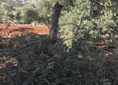 مستوطنون يقطعون 25 شجرة زيتون ولوزيات ويهدمون سلاسل حجرية غرب بيت لحم