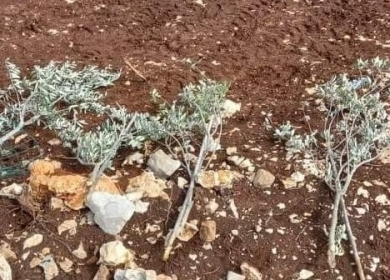 مستعمرون يقتلعون 450 شتلة زيتون ولوزيات في دير شرف غرب نابلس