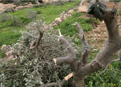 مستعمرون يقطعون عشرات أشجار الزيتون في أراضي المنيا جنوب بيت لحم