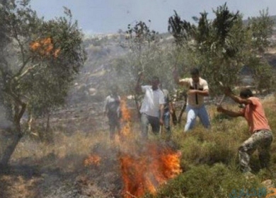 مستعمرون يضرمون النيران في أشجار زيتون جنوب بيت لحم