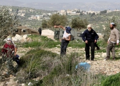 مستعمرون يهاجمون نشطاء ومتضامنين أجانب شمال أريحا