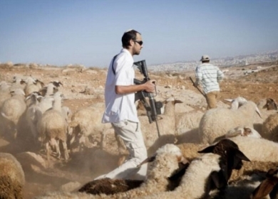 مستعمرون يهاجمون رعاة أغنام قرب بيت عنان ويحاولون سرقة أغنامهم شمال غرب القدس