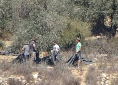 مستوطنون يسرقون ثمار زيتون ومعدات زراعية في سلفيت