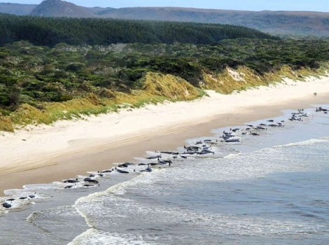 جنوح عشرات الحيتان إلى شاطئ جزيرة تاسمانيا الأسترالية